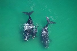 A fond fairwell to the Southern Right Whales